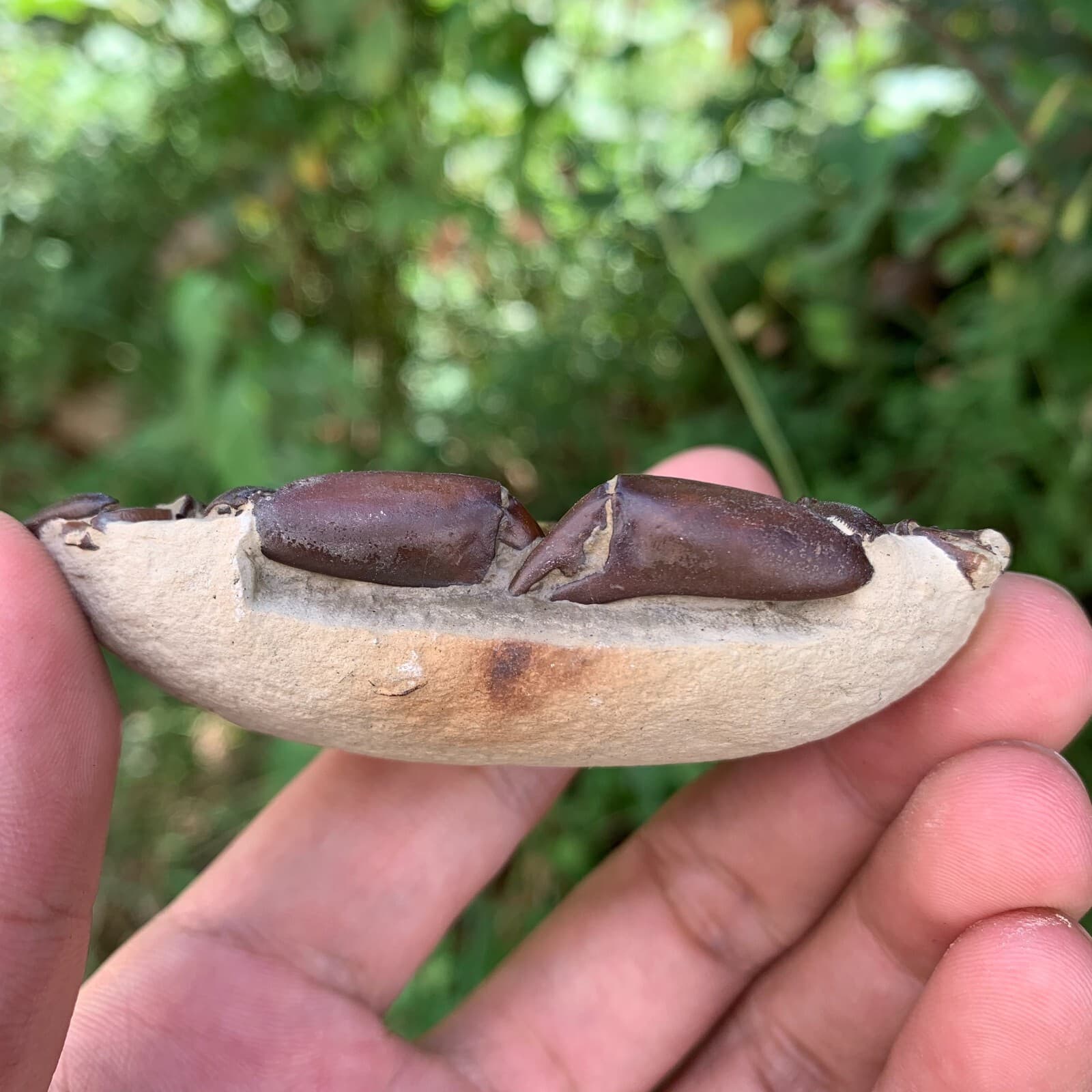 Jurassic Period Perfect Crab Fossil Dinosaur Age 3