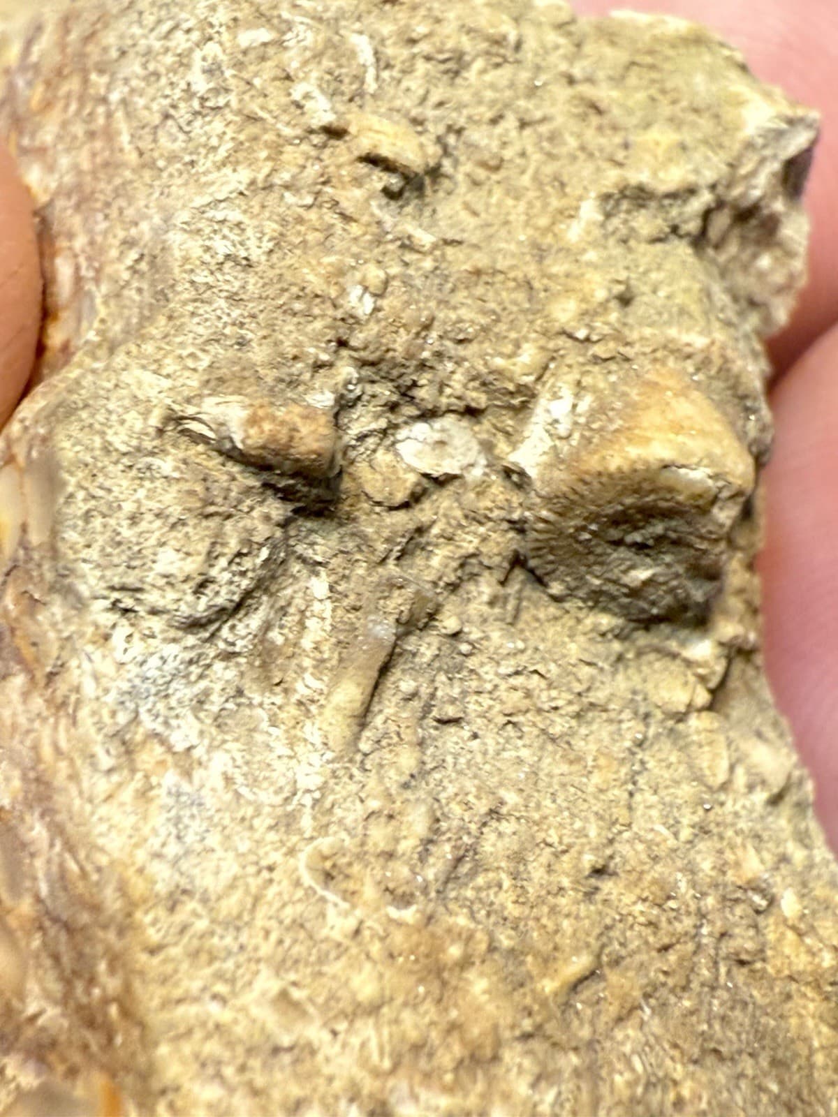 Perfectly Preserved Agatized Crinoid Fossils In Epidosite 🤩 5