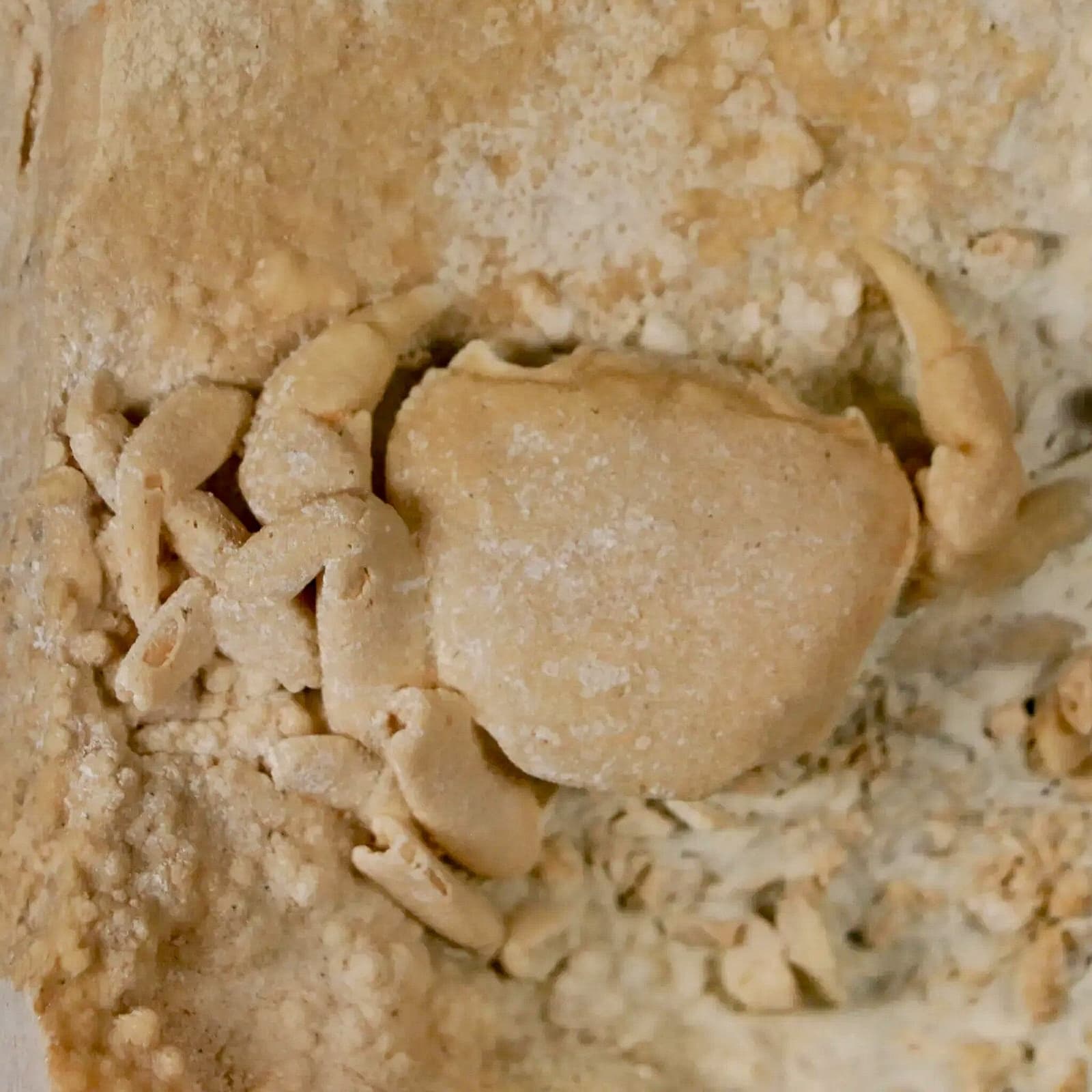 2.2" Potaman Sp Fossil Freshwater Crab In Travertine Denizli Basin Southwest 2