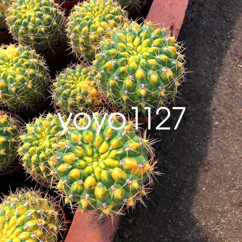 Succulent catus Variegated plants Garden Bonsai Garden Deco Beautiful plants 6