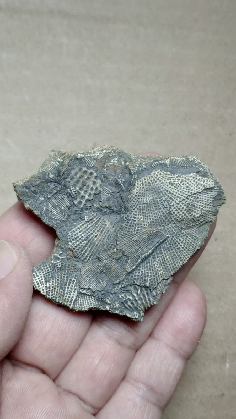 27g Bryozoa specimen from Cambrian Period 2