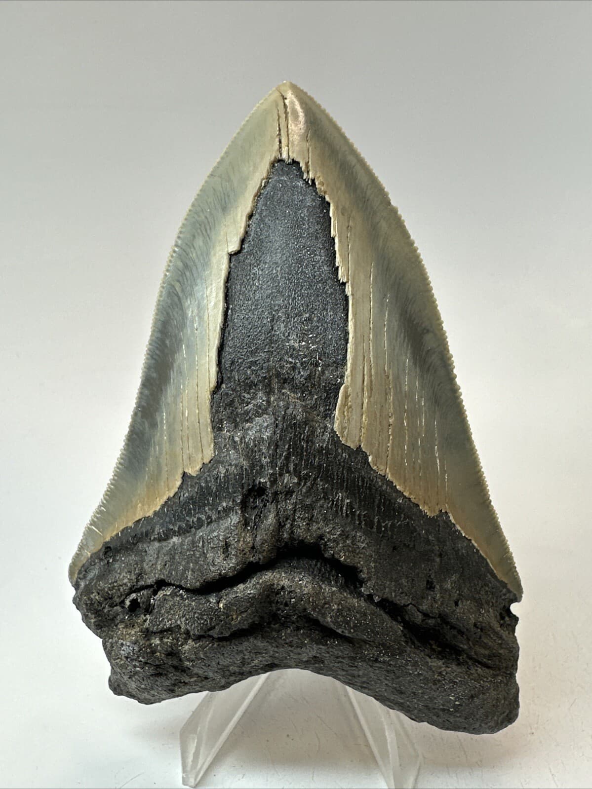 Megalodon Shark Tooth 4.55 inch - Authentic - Serrated Fossil - Carolina 18669