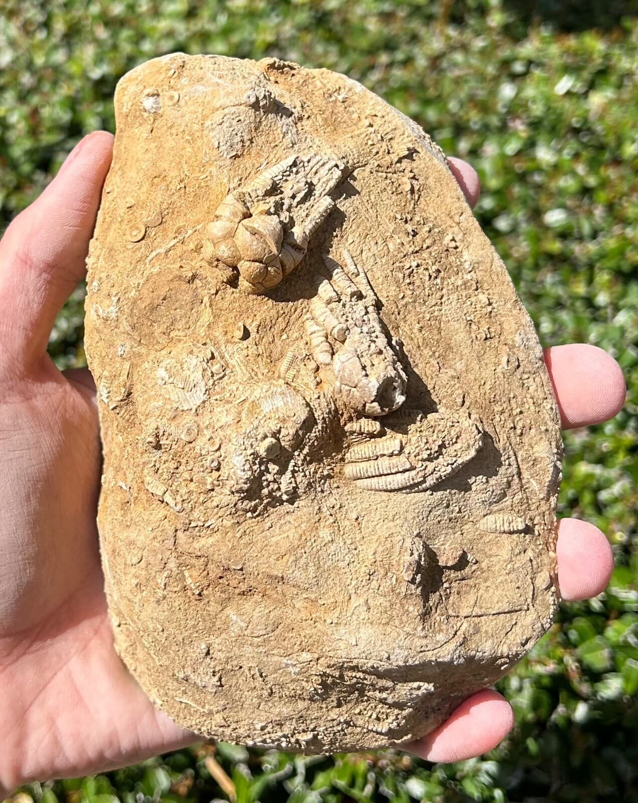 TRIPLE Fossil Crinoids in Matrix Cymbiocrinus Agassizcrinus Alabama Bangor Fm