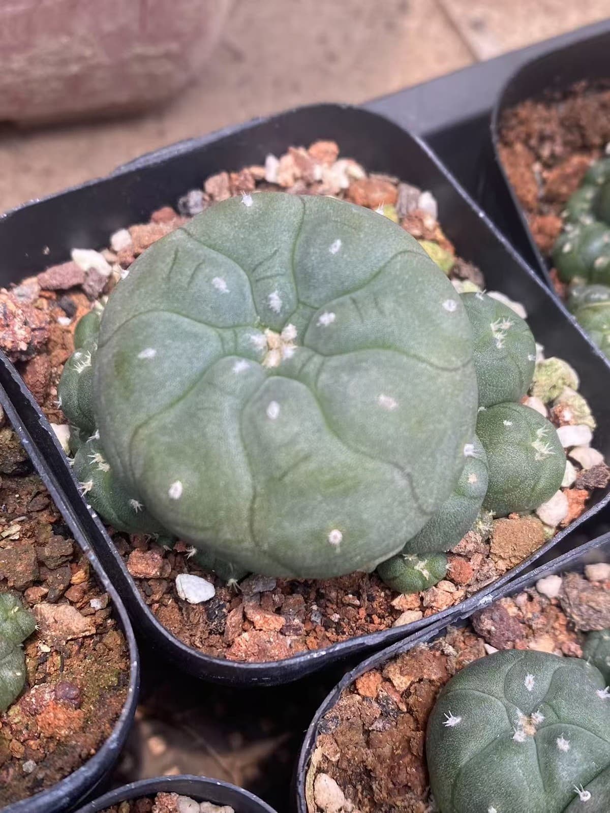 5-6cm Succulent Plant cactus home potted Garden beautiful Plants LW 4