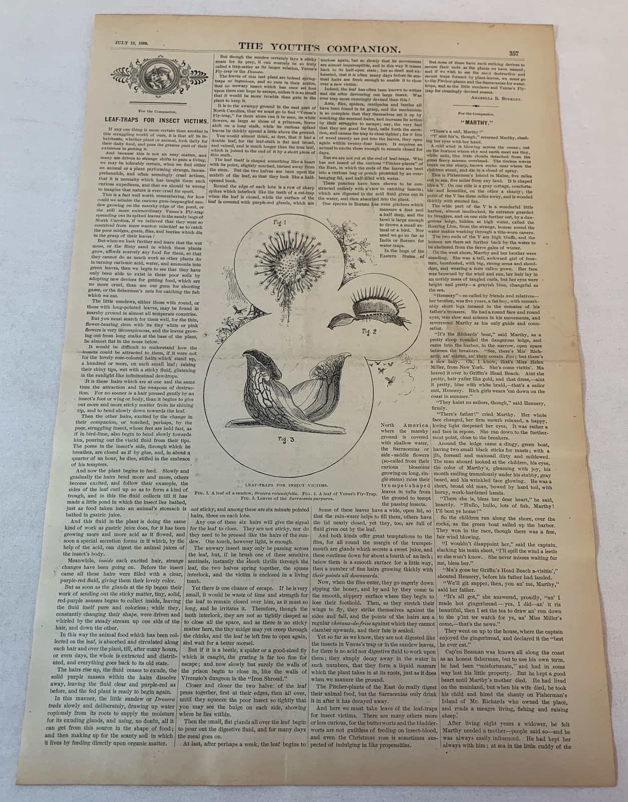 1888 magazine article+engraving ~  LEAF TRAPS FOR INSECT VICTIMS Venus Fly Trap