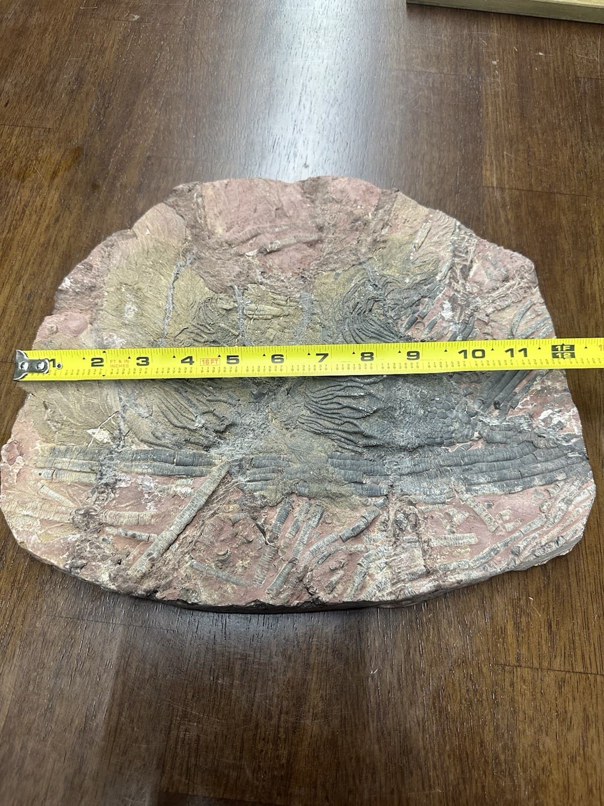 LARGE GEOLOGICAL CRINOID FOSSIL SPECIMEN 3