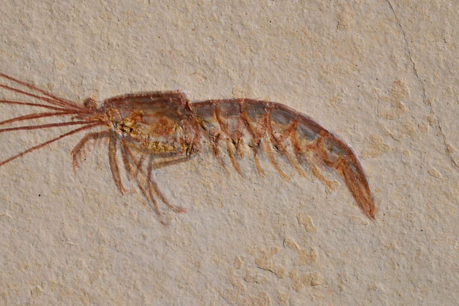Fossil Solnhofen Shrimp- Antrimpos- Great Detail!! 6