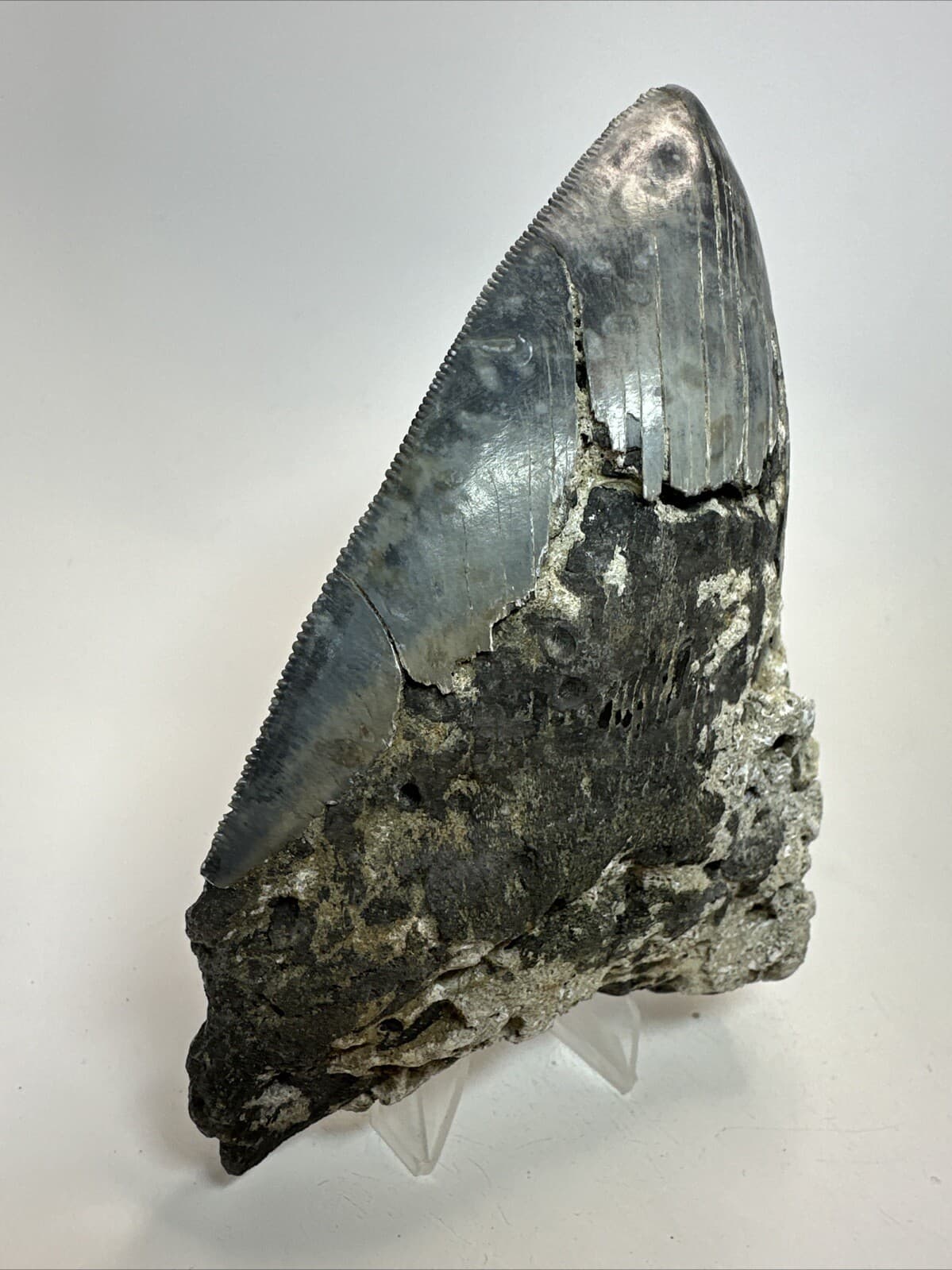 Megalodon Shark Tooth 5.50 inch - Unique - Serrated Fossil - Authentic 18628 3