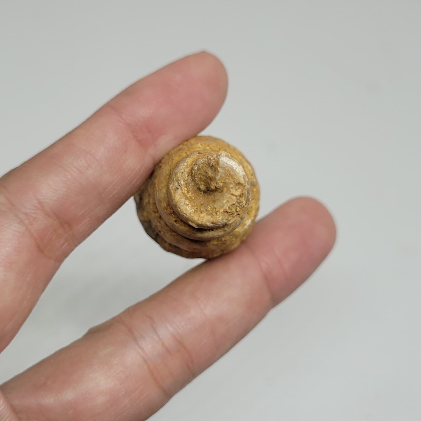 27 gr Indonesia NATURAL Rough Gastropod SeaShell Mollusca Fossil Specimen 12-124 3
