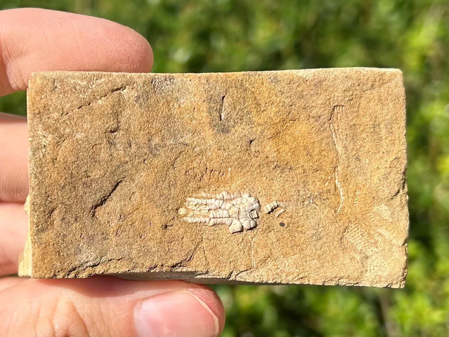 Rare Fossil Crinoid in Matrix Pachylocrinus Alabama Bangor Limestone Formation 2
