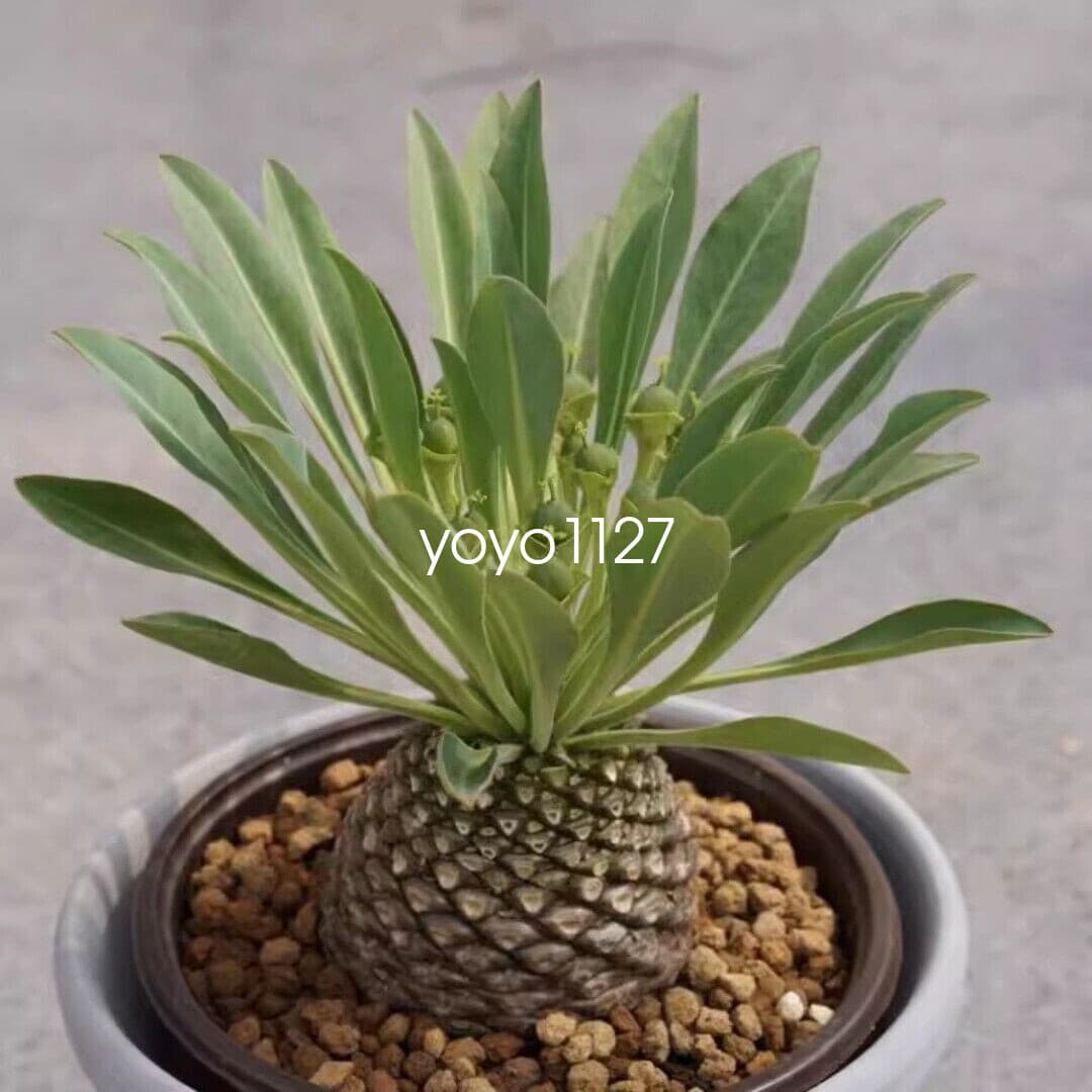 3CM RareSucculent Cactus  Plant Euphorbia Bupleurifolia Jacq Cactaceae 2