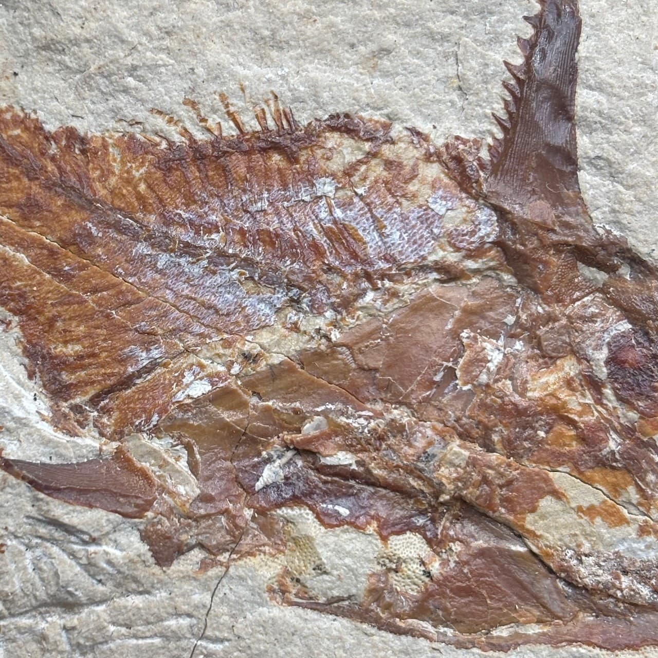 Joinvillichthys kriweti fossil fish - Late Cretaceous Cenomanian, Lebanon - 7cm 6