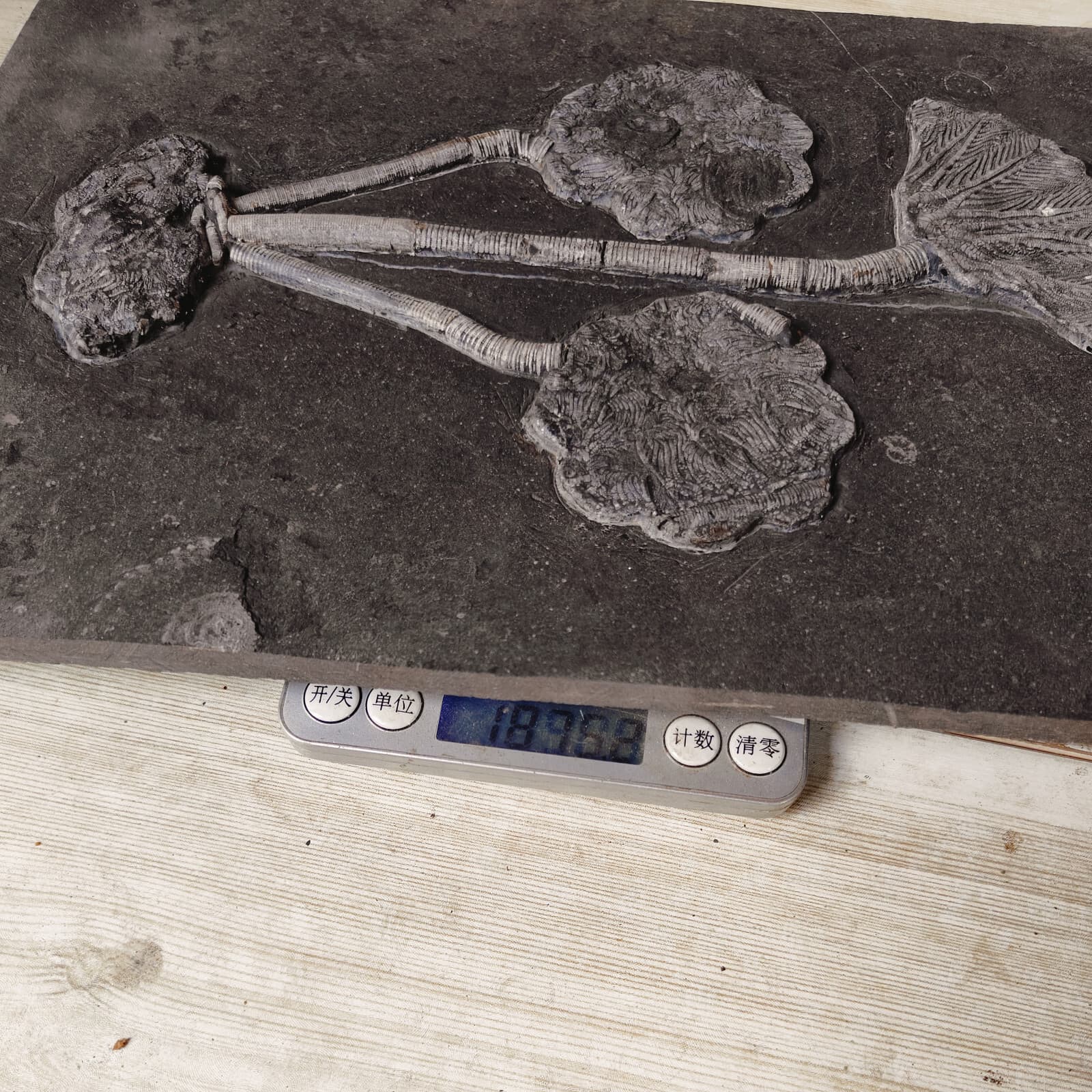 Natural Devonian prehistoric Jurassic biota crinoids Fossils 6