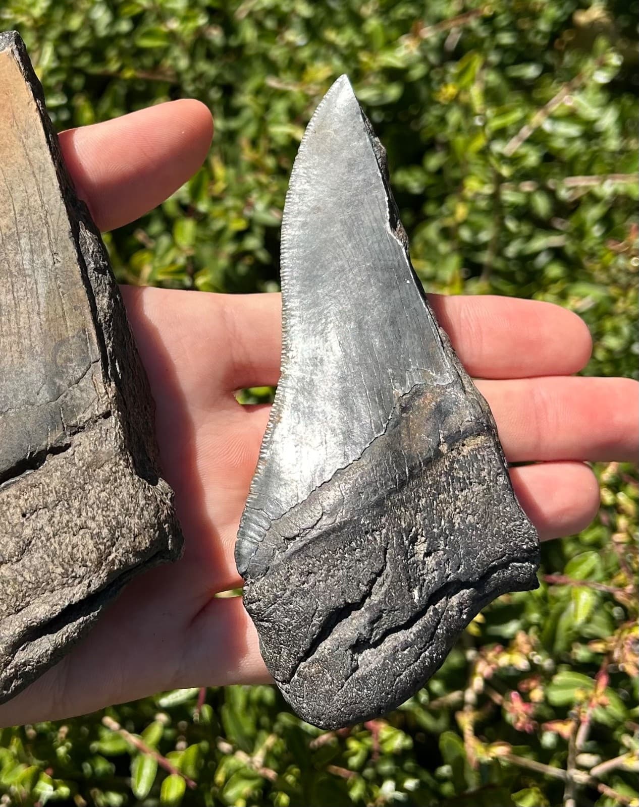 BIG Fossil Megalodon Sharks Teeth LOT 4.76” 4.75” South Carolina Shark Tooth 6