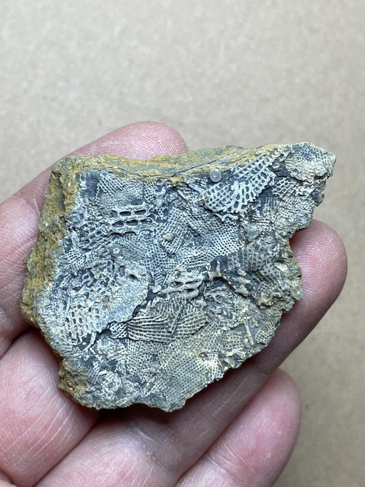 22g Bryozoa specimen from Carboniferous 2