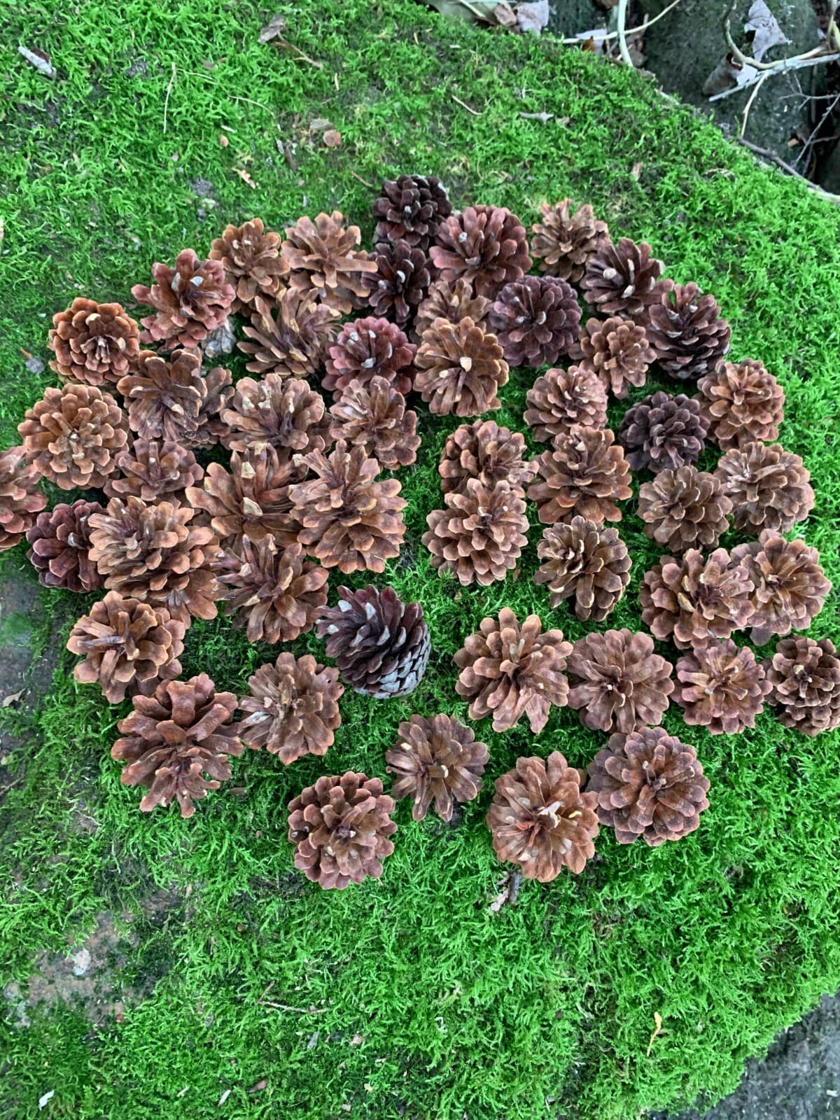 Pine Cones 50 count, Jack Pine