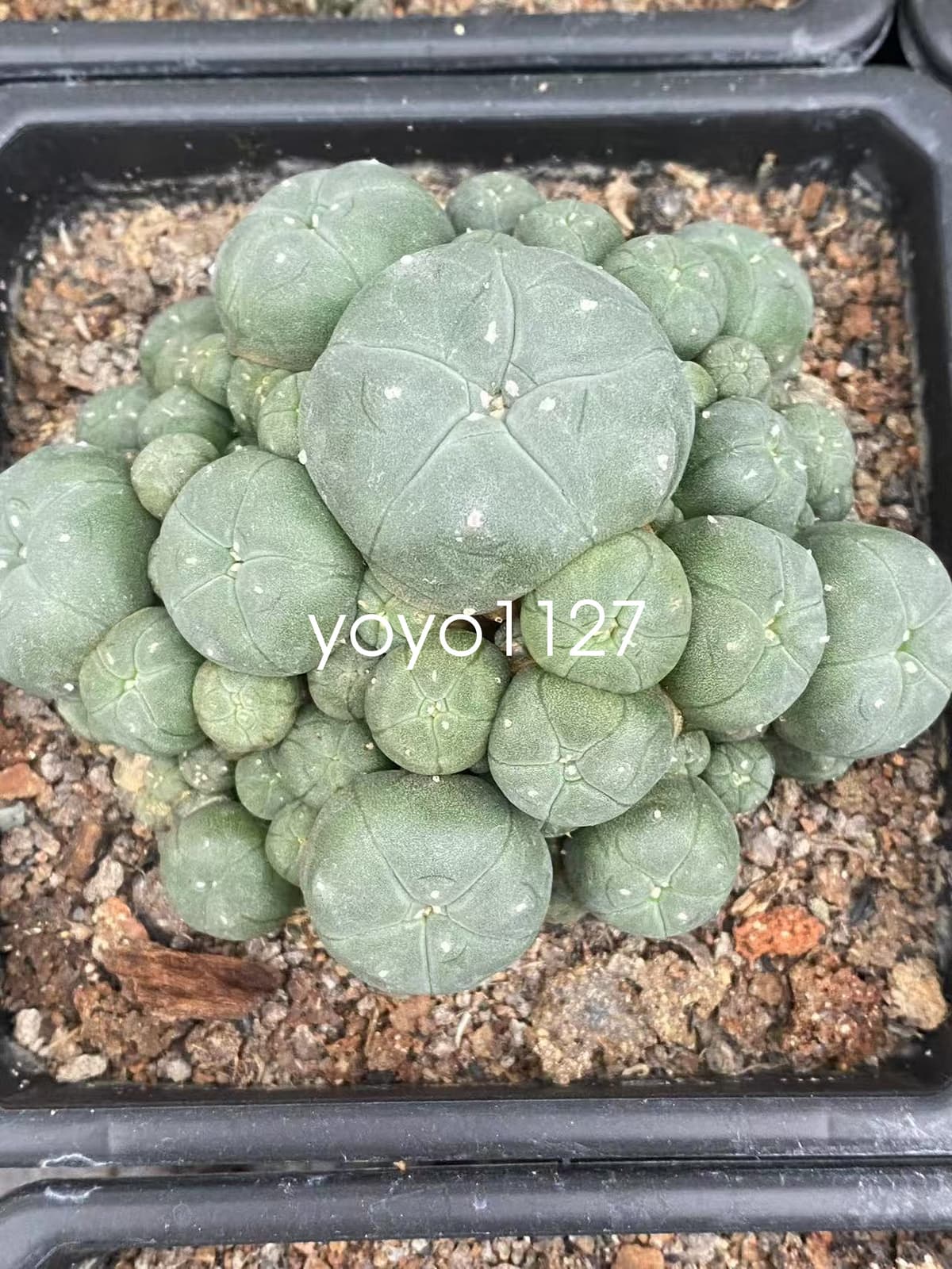 10-12cm Multi headed Cactus RareSucculent Plant Family Garden plants 4