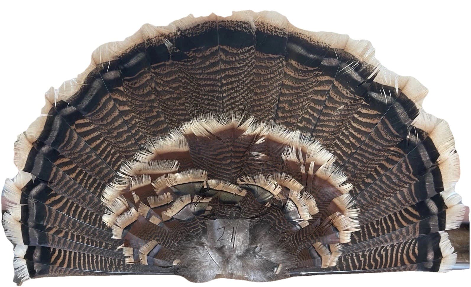 1 - Grade #1 Wild Turkey Adult Rio Grande Tail Fan