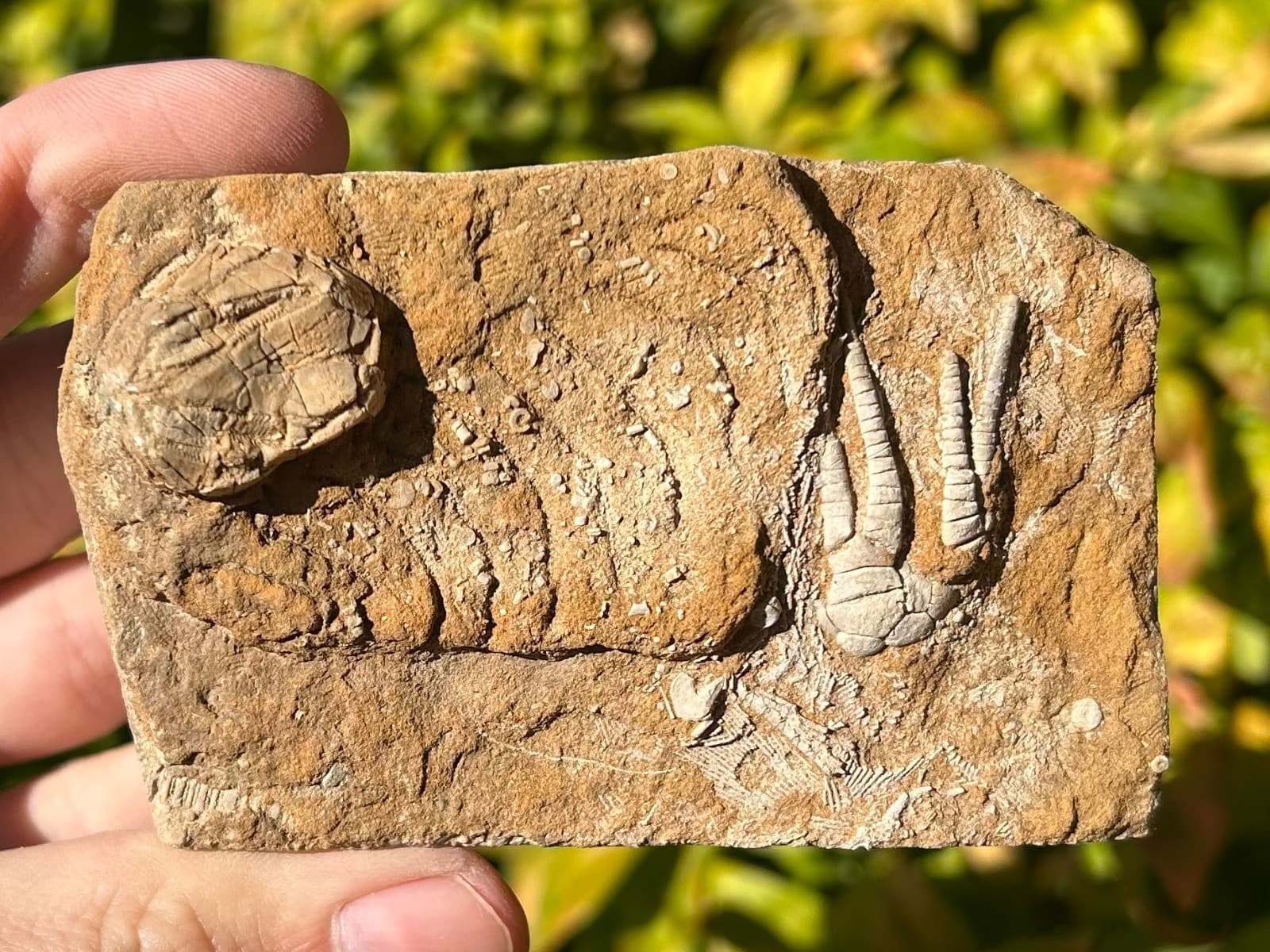 Fossil Crinoid and Blastoid in Matrix Cymbiocrinus Pentremites Alabama