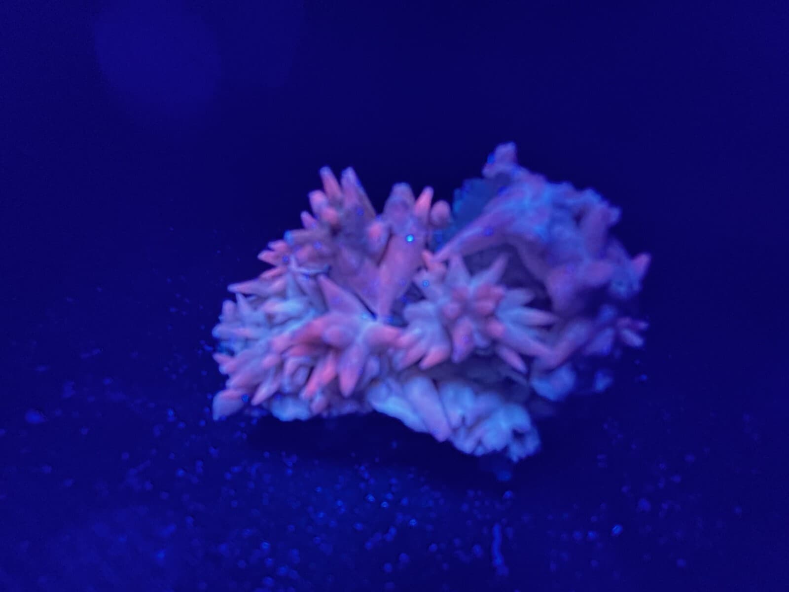 KB: NICE! SW & LW FL. MODERATE RED CALCITE XLS. FROM ANCASH, PERU 6