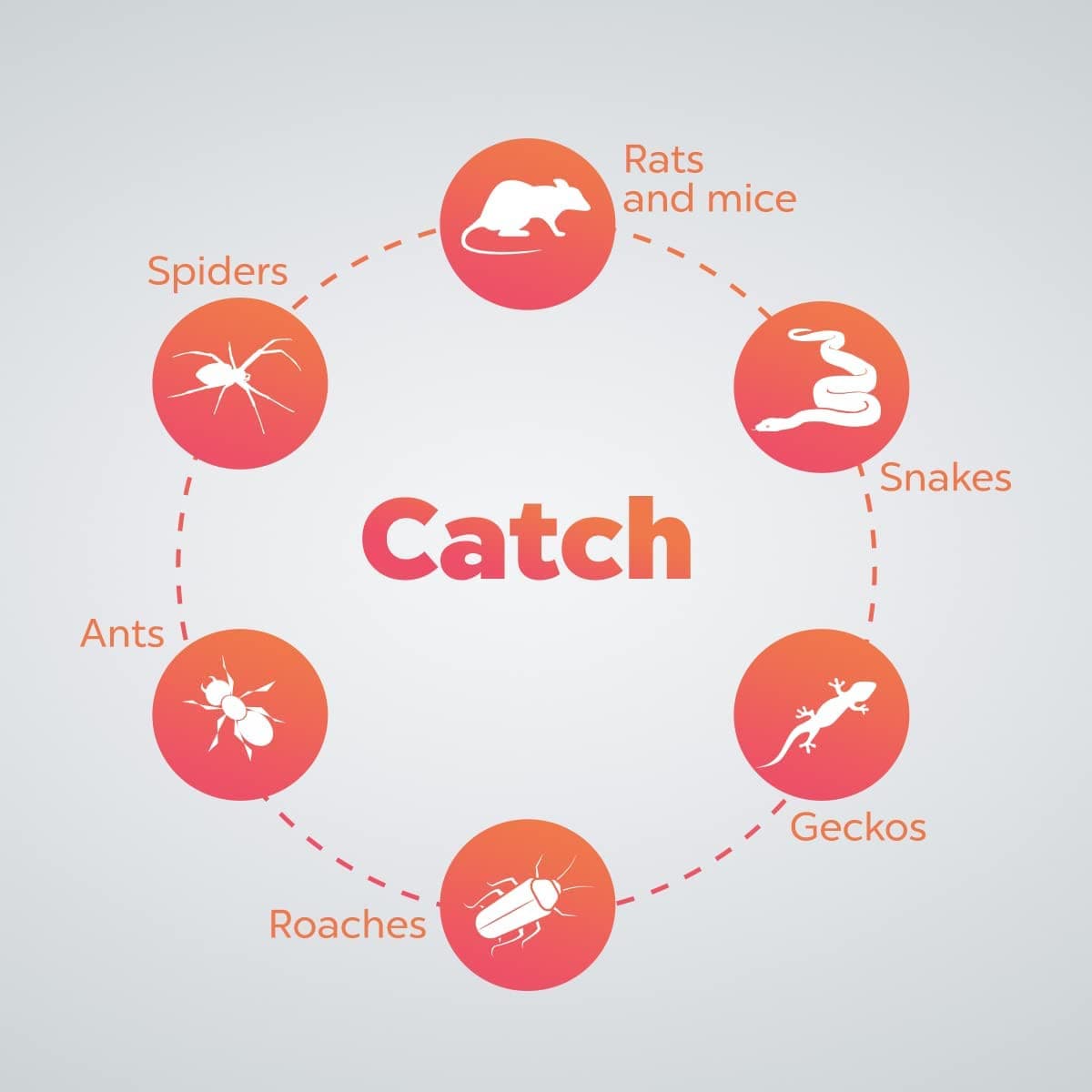 Non Toxic Peanut Butter Scented Glue Trap, 12 Pack - Mice, Insects, Spiders, Bug 4