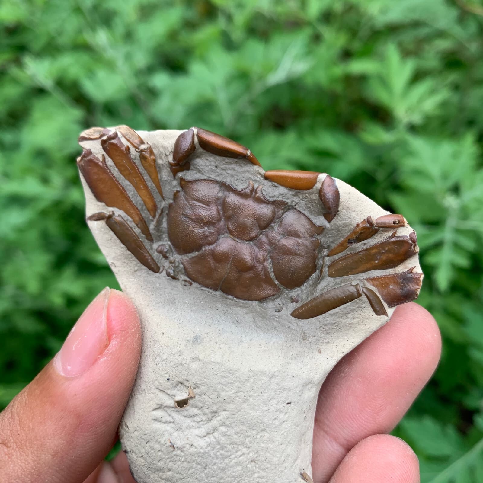 Jurassic Period Perfect Crab Fossil Dinosaur Age 4