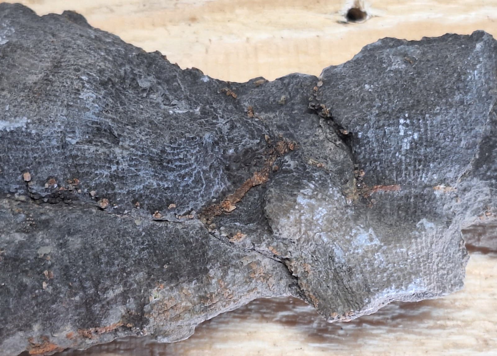 Fine Detail Fossil Favosite Coral In Limestone Devonian Period Michigan