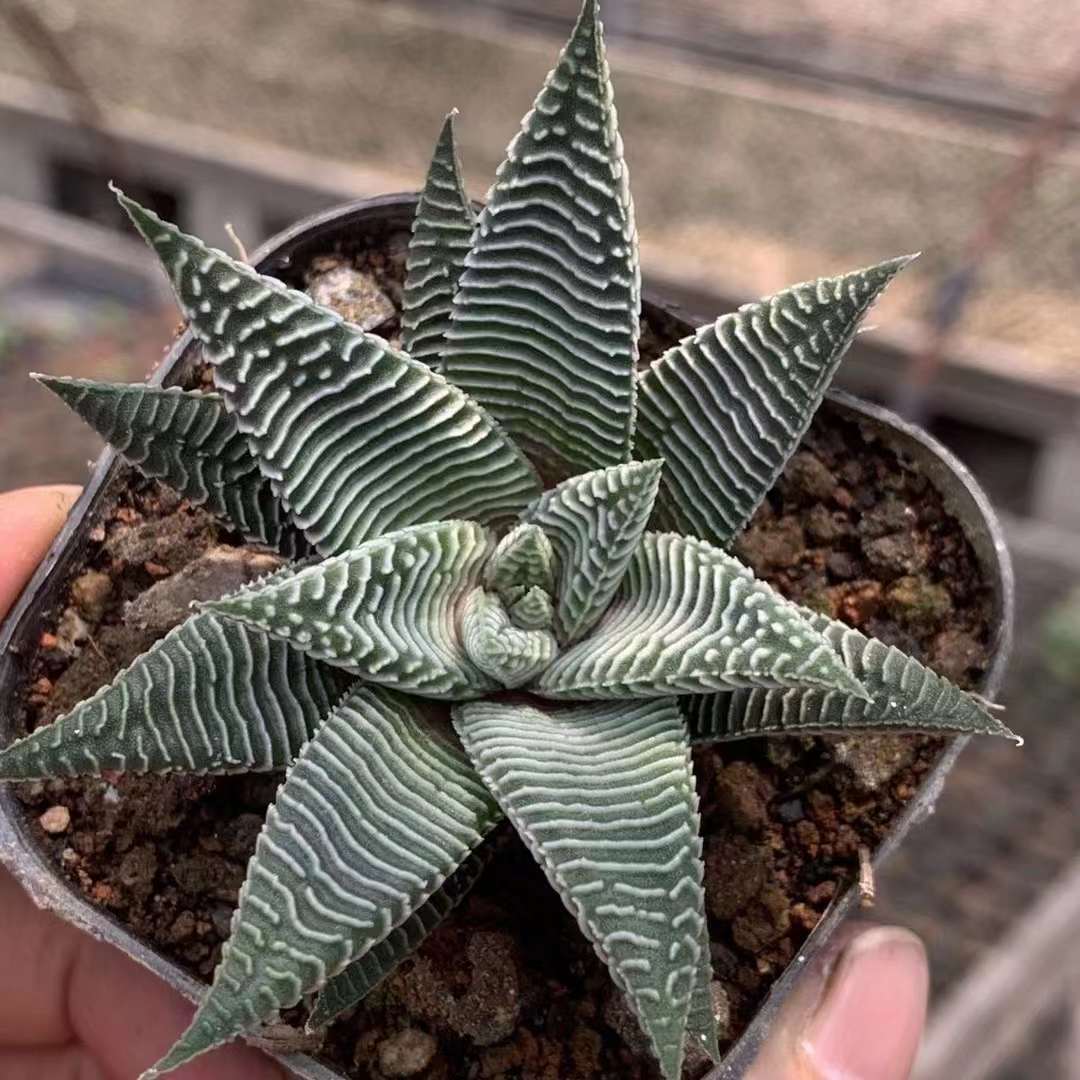 Haworthia limifulia var striata Rareexotic succulent plant aloe garden 5-7CM 4