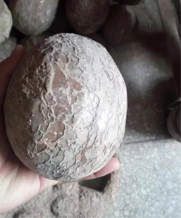 Segnosaur Dinosaur Egg Fossilized Crystallized Fossil Jurassic Cretaceous World 6