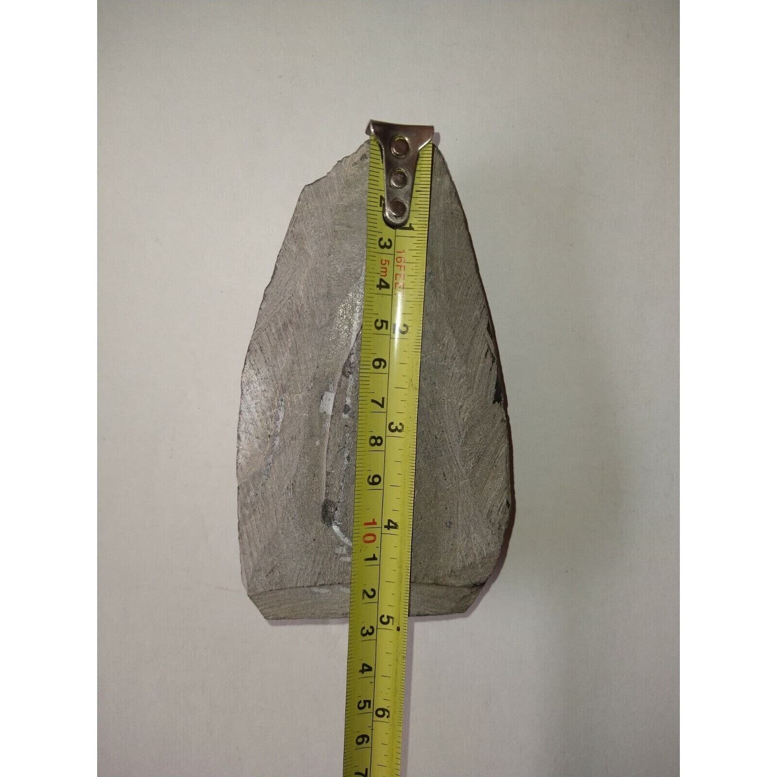 EXTINCTION- Cupressocrinus CRINOID FOSSIL  - TOP QUALITY! 6