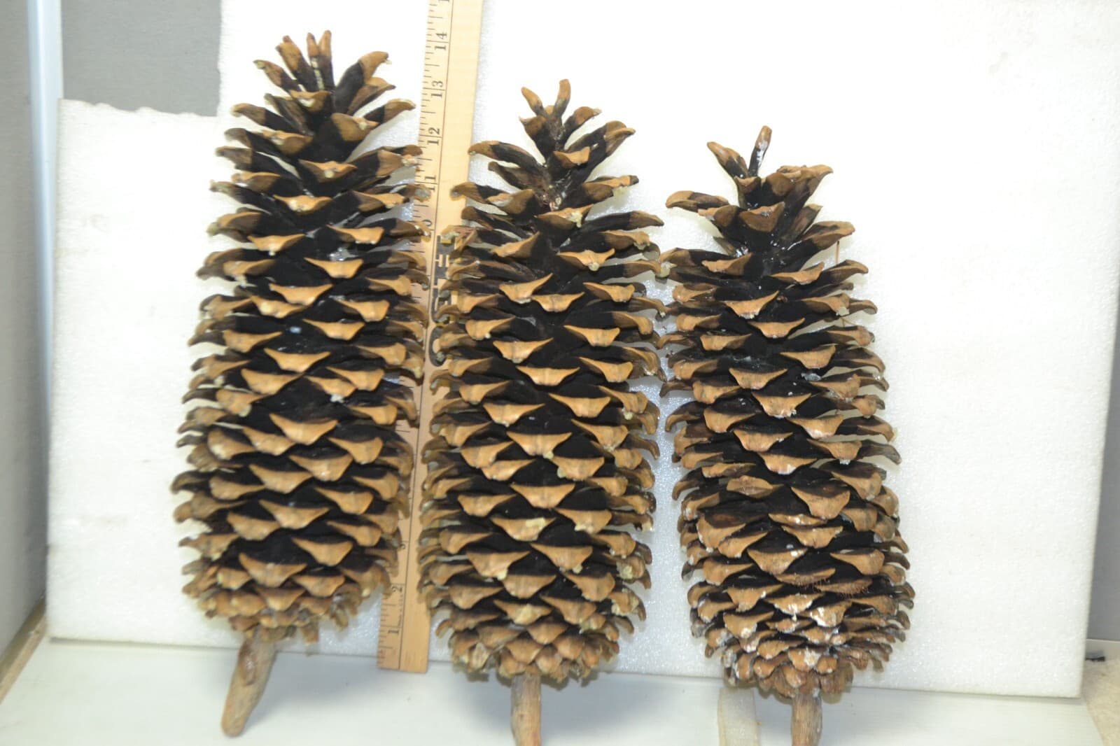 Large Pine Cones Northwest high cascades naturall pine cones 12-14" Lot of 3 2