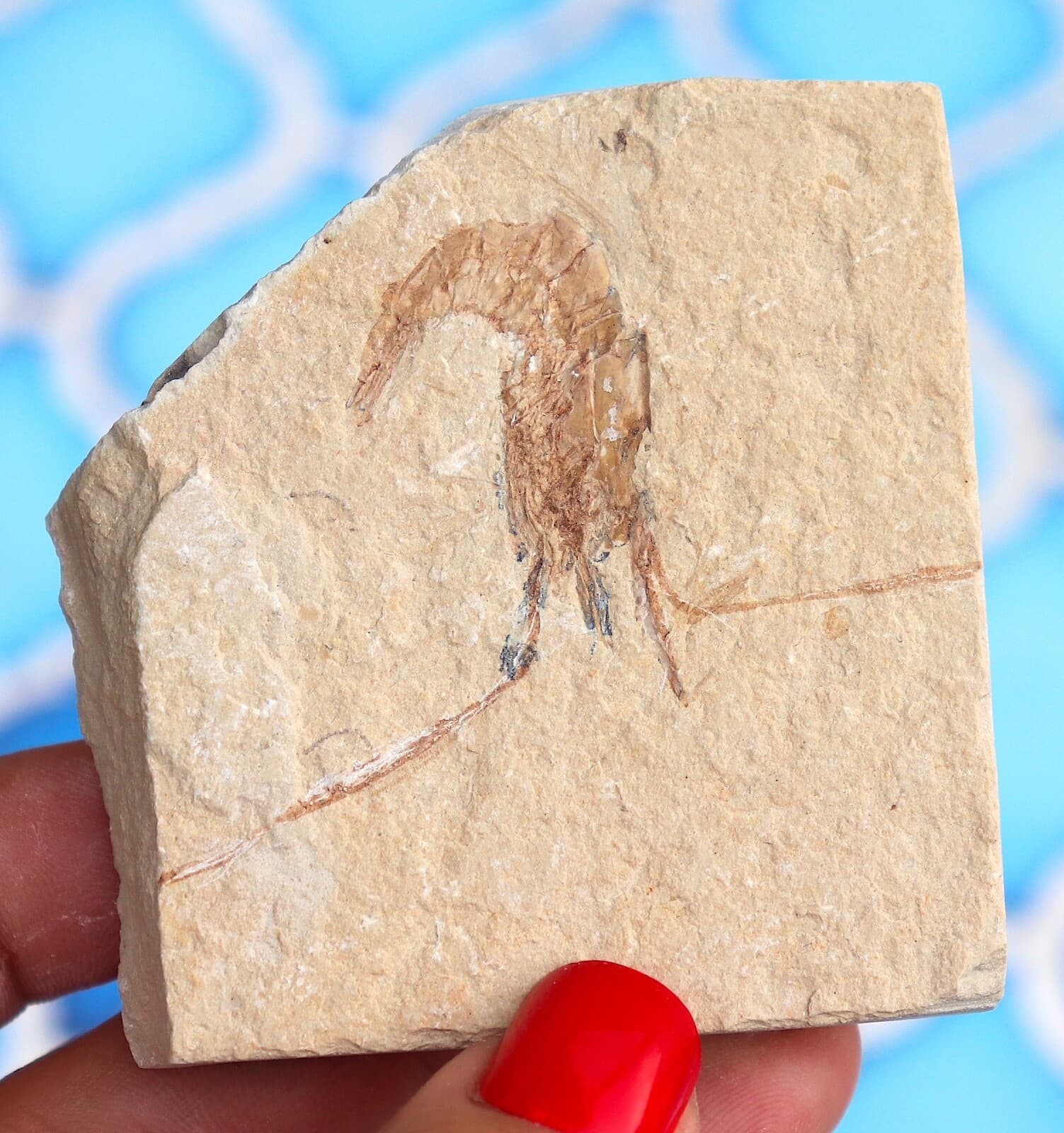 Fossil Shrimp From Solnhofen Germany - 150 MILLION YRS OLD JURASSIC 6.3 Cm's 6
