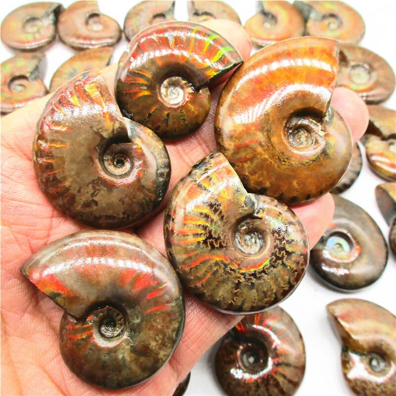 5X Natural Crystal Iridescent Ammonite Ammolite Facet Specimen Snail Fossil 4