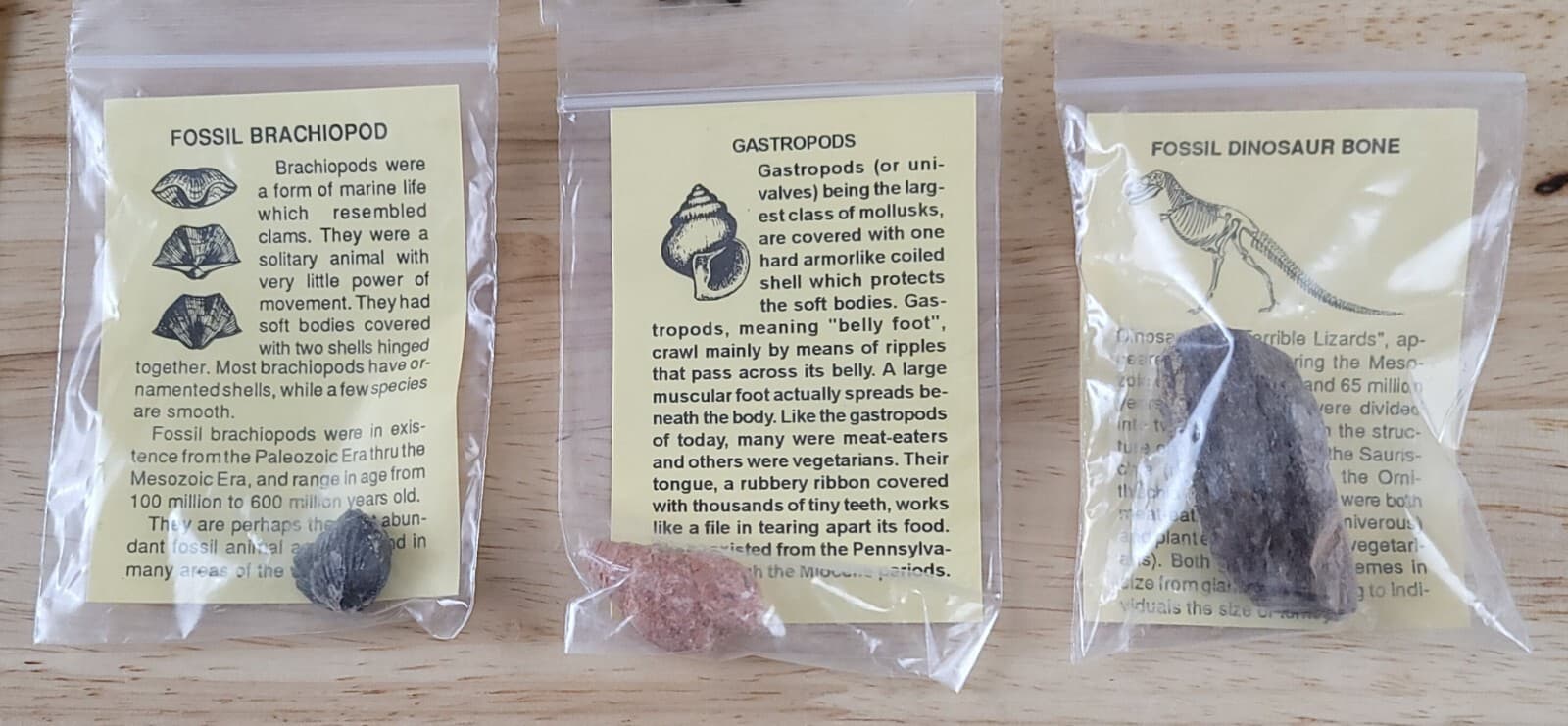 FOSSIL COLLECTION w/ASSOCIATED DESCRIPTIONS 12 Piece Set Trilobite-Dinosaur Bone 4