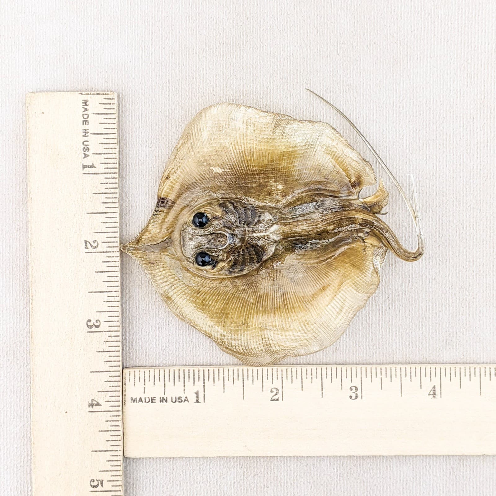 Stingray fish Ray Nautical Taxidermy Oddity Curiosity specimen craft marine 6