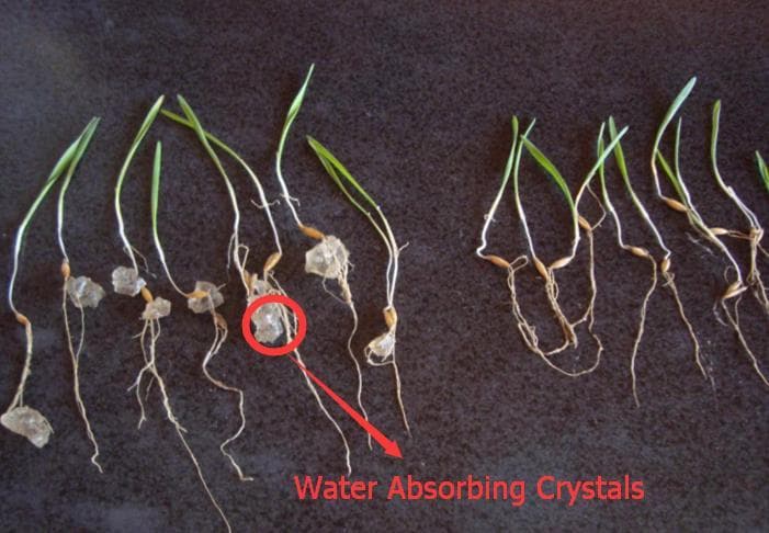Water Absorbing Polymer Crystals  - Soil Moist - Cricket Water Gel 3