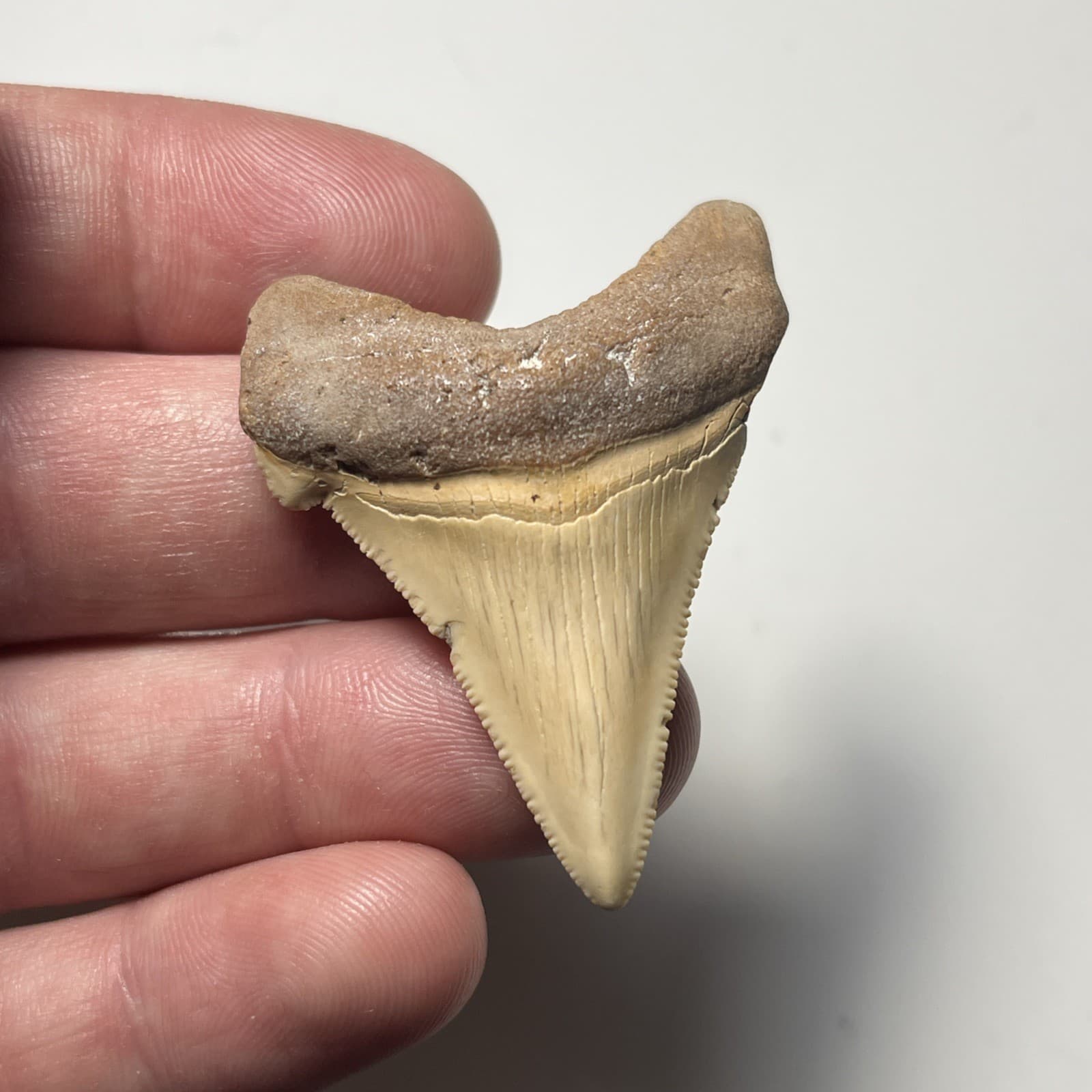 2.05” FEEDING DAMAGE ANGUSTIDENS SHARK TOOTH FOSSIL SUMMERVILLE, SC