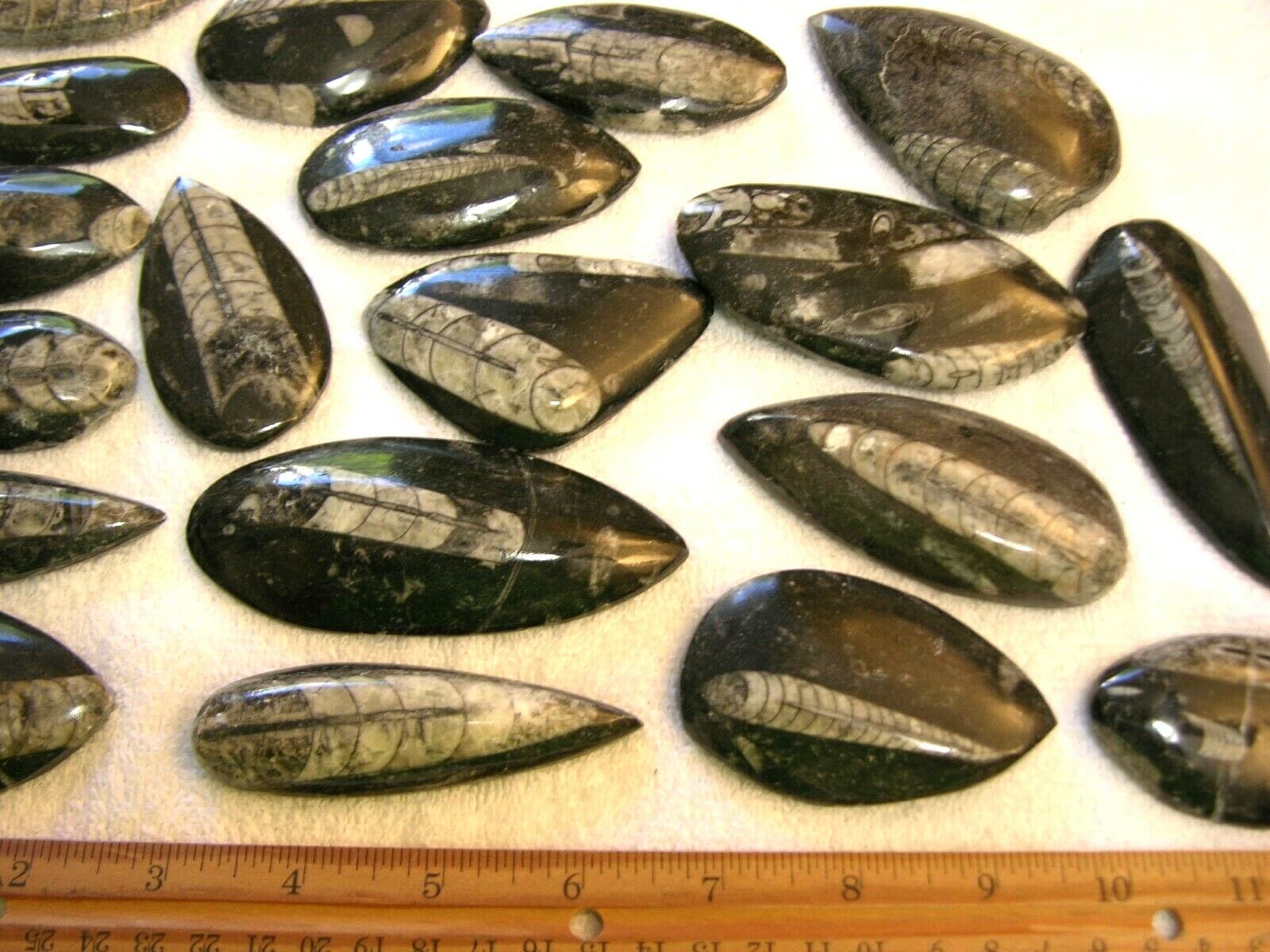 Orthoceras fossils polished mixed size 1-4 inch 5 pound lots free priority ship 4