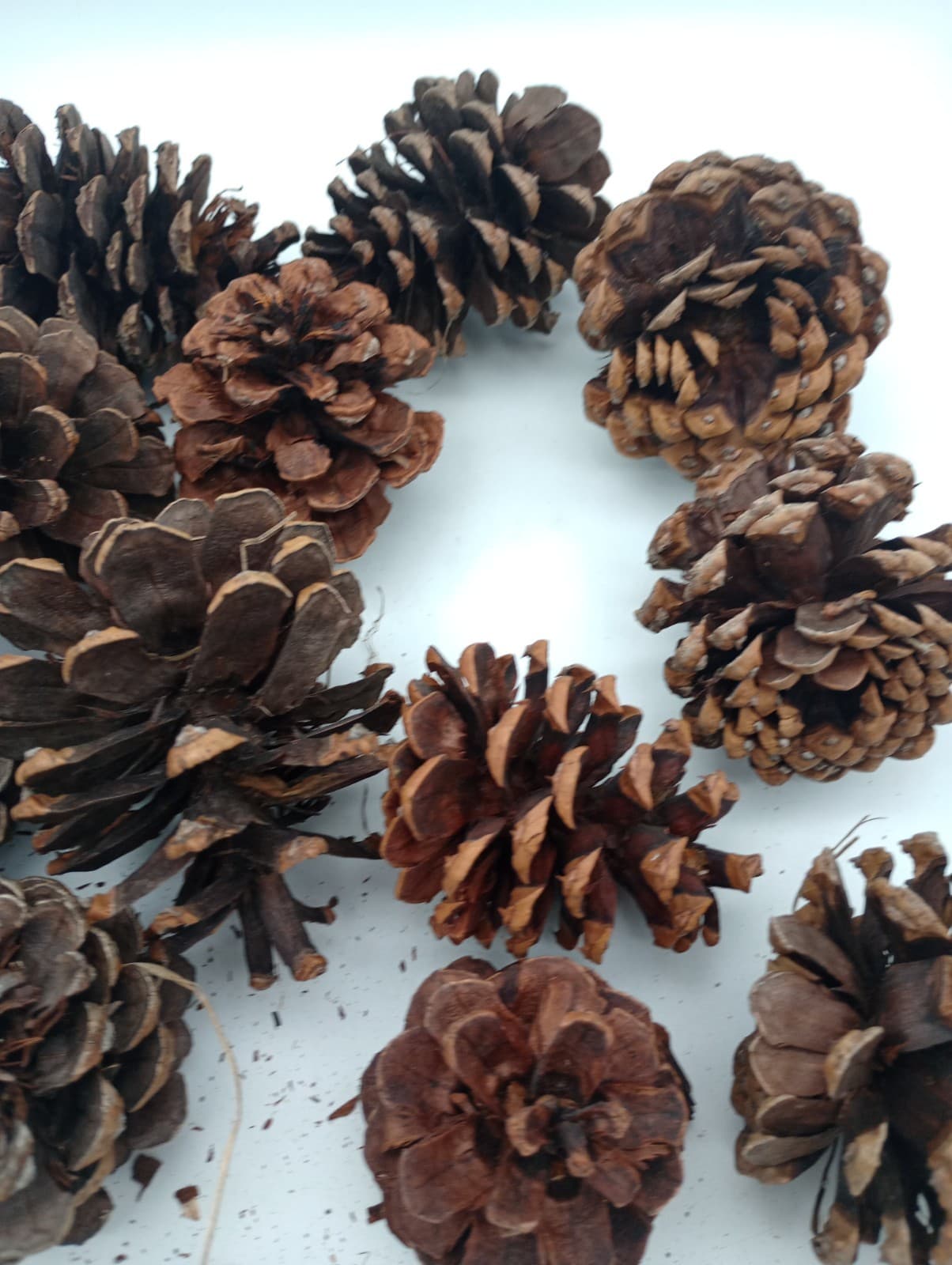 Lot of 15 All Natural Pine Cones 3 to 4" from Northern Arizona Tonto Forest 5