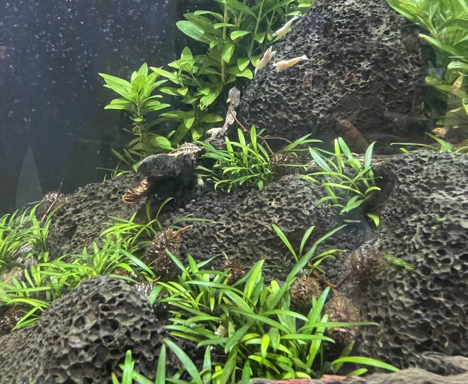 25 Alder Cones for shrimp, bettas , and all fish lowers ph natural botanicals 5