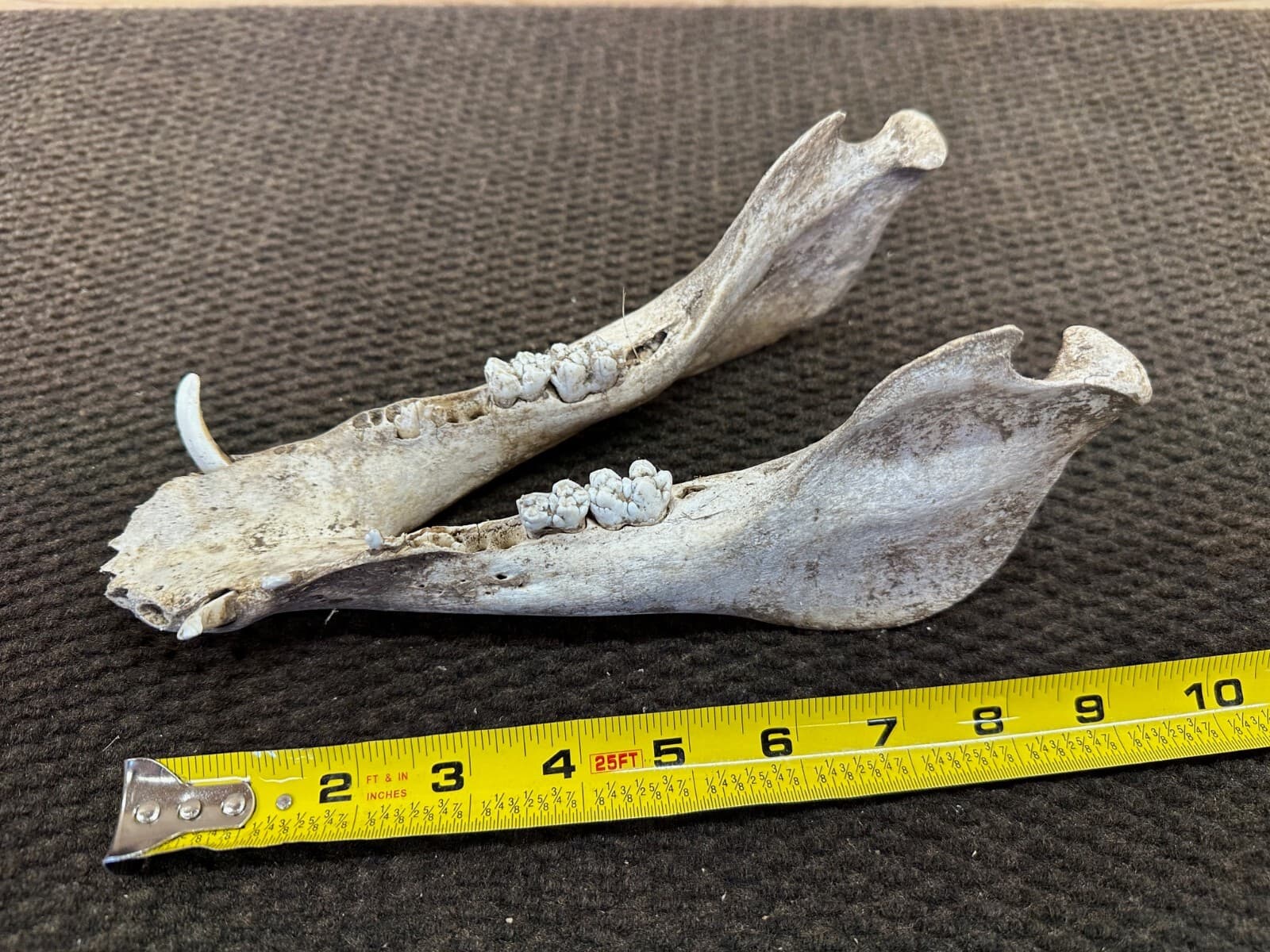 Bottom Jaw of a Wild Hog Skull from Texas - Item #321-2 3