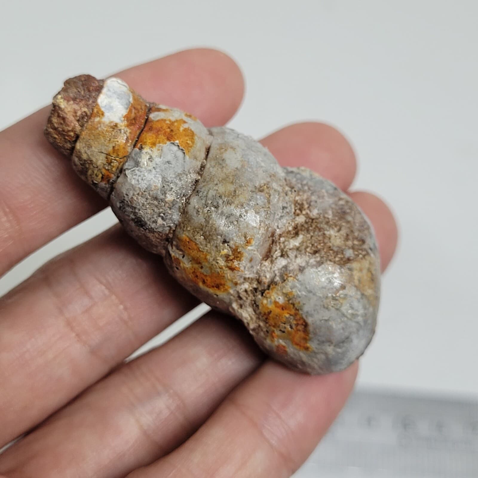 32 gr Indonesia NATURAL Rough Gastropod SeaShell Mollusca Fossil Specimen 8-124