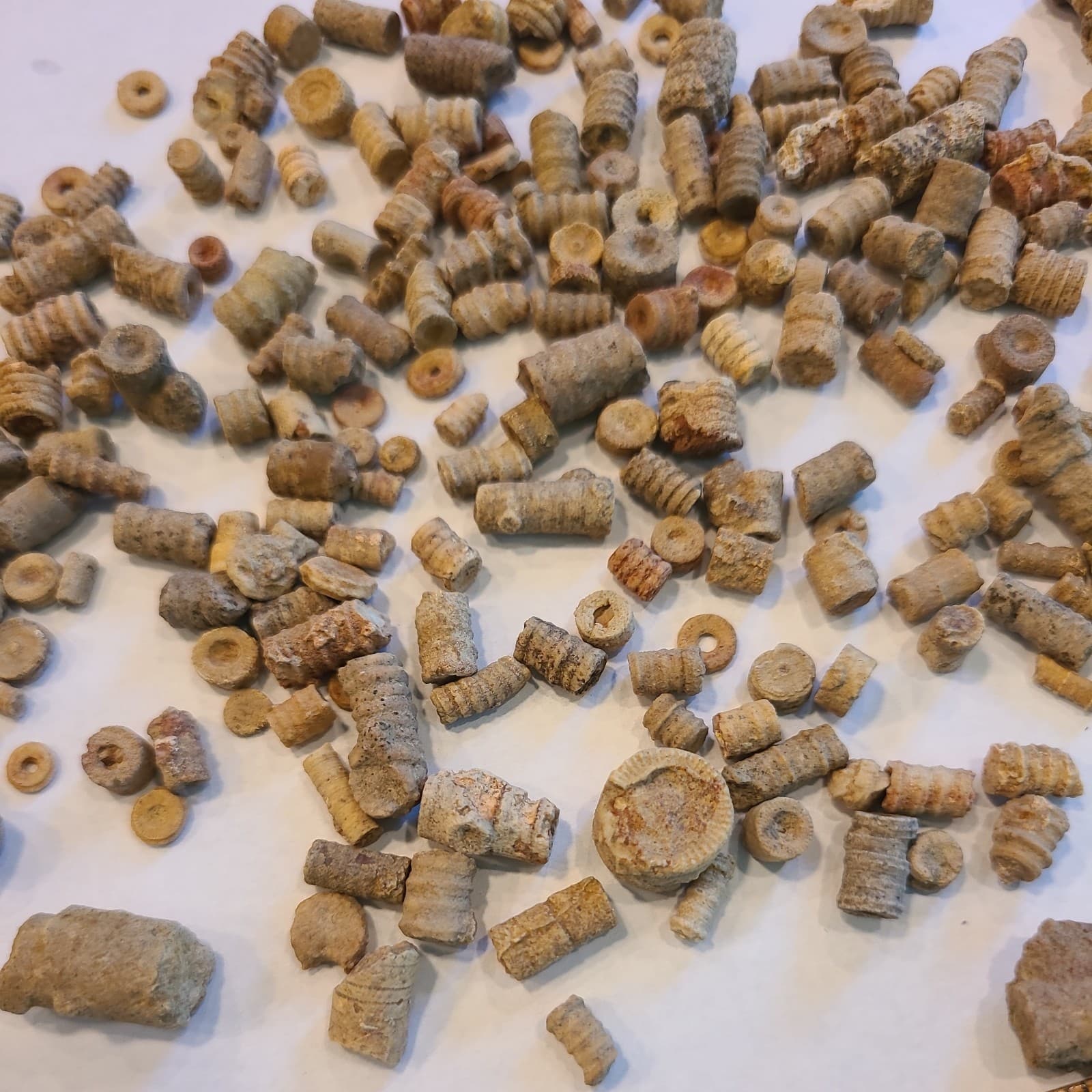 LOT 2 OF 200+ MIDDLE TENNESSEE CRINOID STEM FOSSILS 3