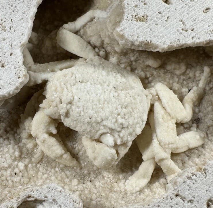 1.75 Inch Travertine Crab Fossil Turkey, Fossil Travertine Crab Potamon