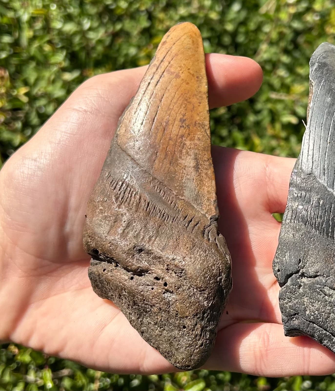 BIG Fossil Megalodon Sharks Teeth LOT 4.76” 4.75” South Carolina Shark Tooth 3