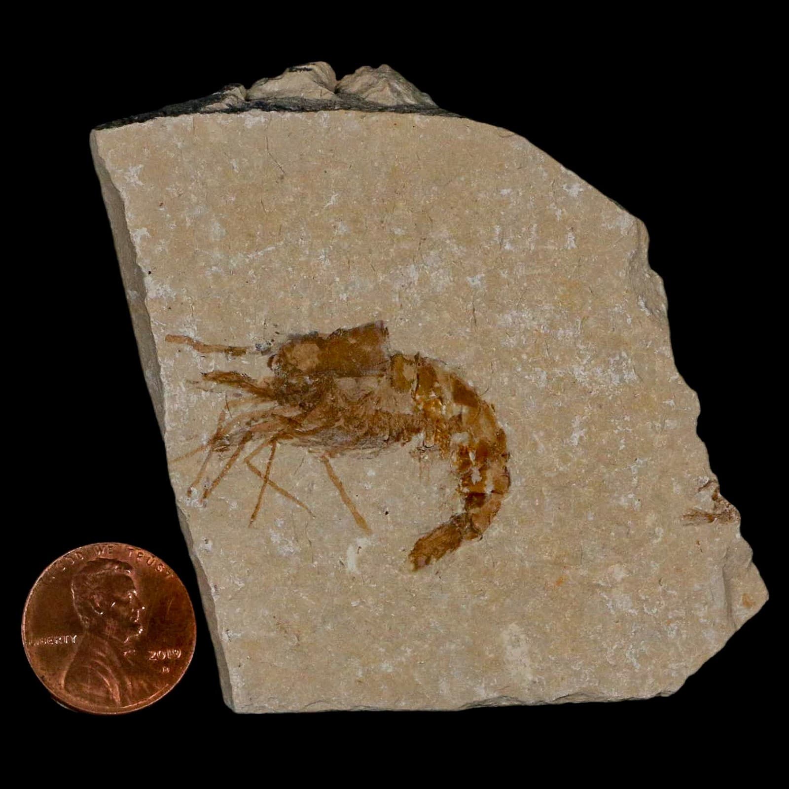 1.4" Fossil Shrimp Carpopenaeus Cretaceous Age 100 Mil Yrs Old Lebanon COA 3