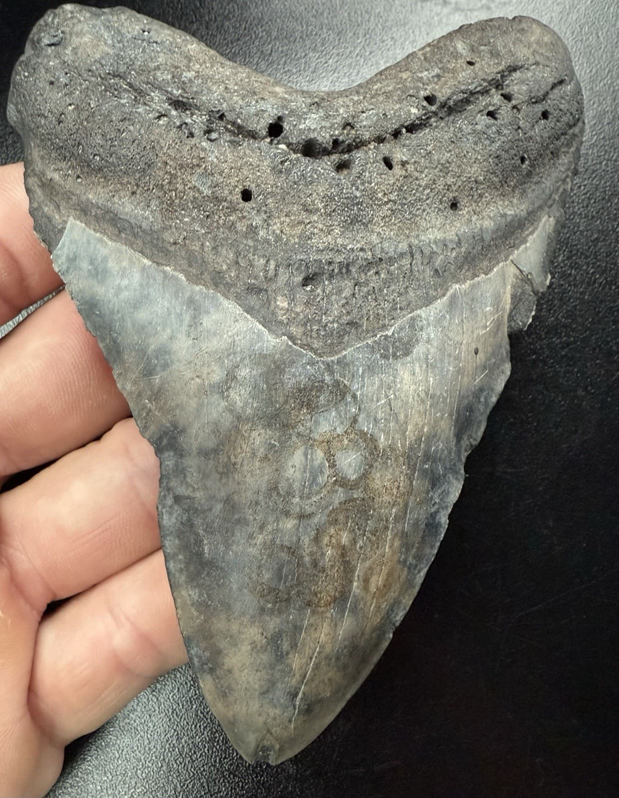 Fossilized Megalodon Shark Tooth, 5.14”