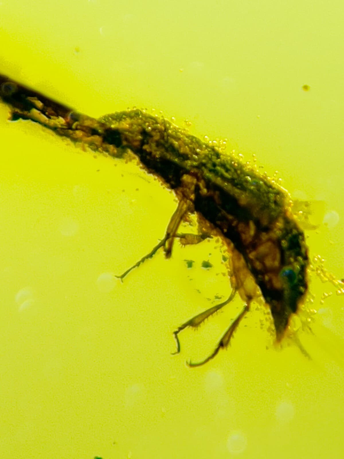 Fossil amber Insect burmite Burmese Cretaceous Beetle Insect Myanmar 6