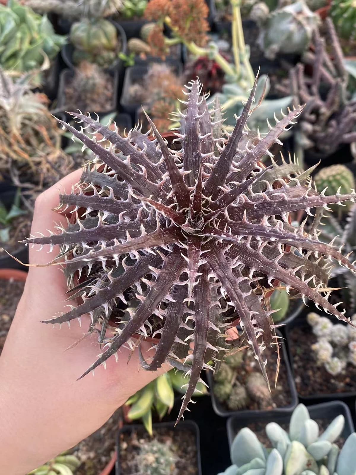 Dyckia goehringii × macedoi  RareSucculent  Plant Garden Décor Boutique 3