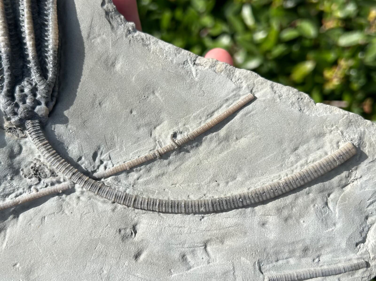 SUPERB Fossil Crinoid Plate Decadocrinus Onychocrinus Indiana Edwardsville Fm 5